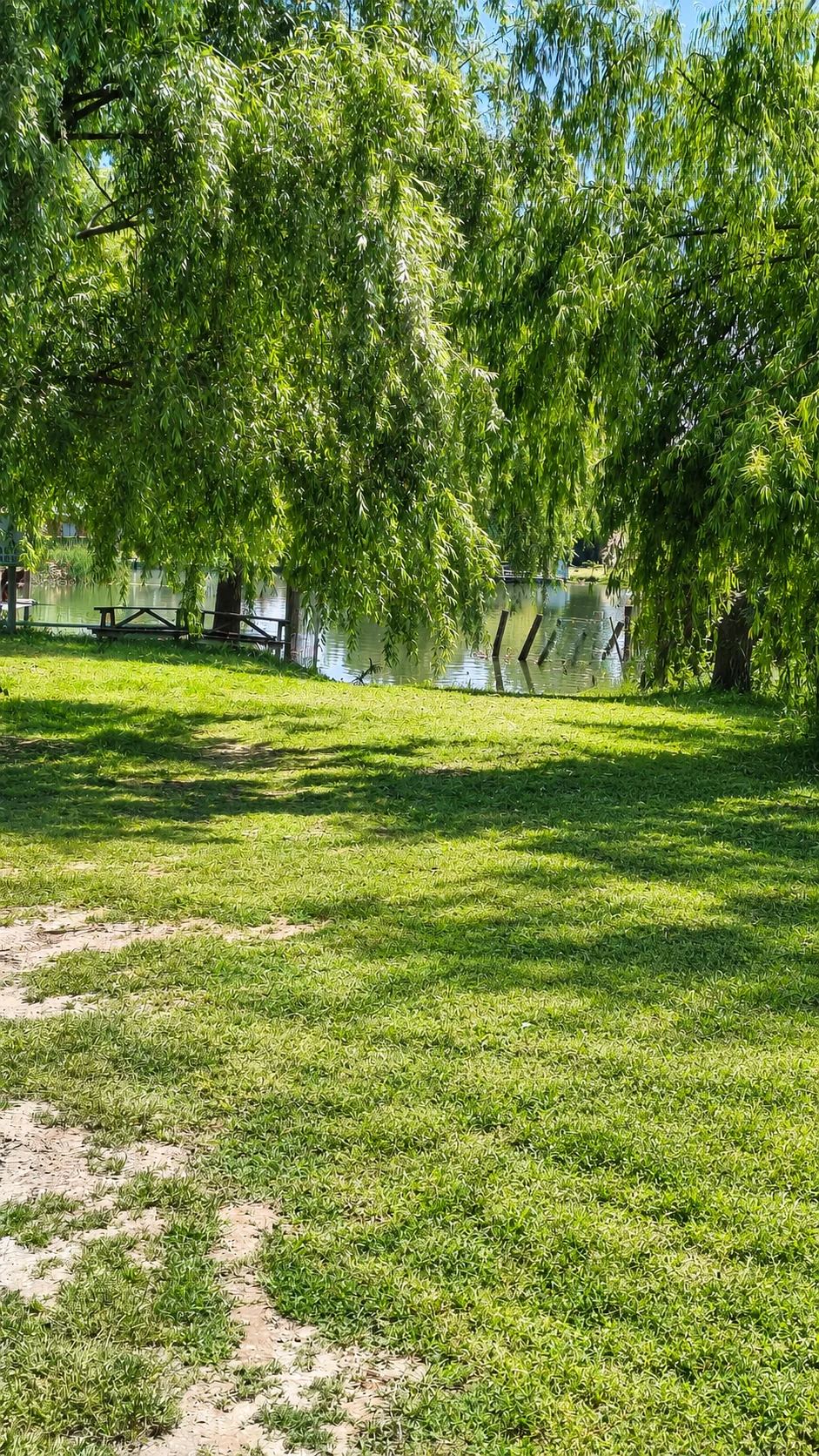 La calma de los jardines del centro bajo los sauces